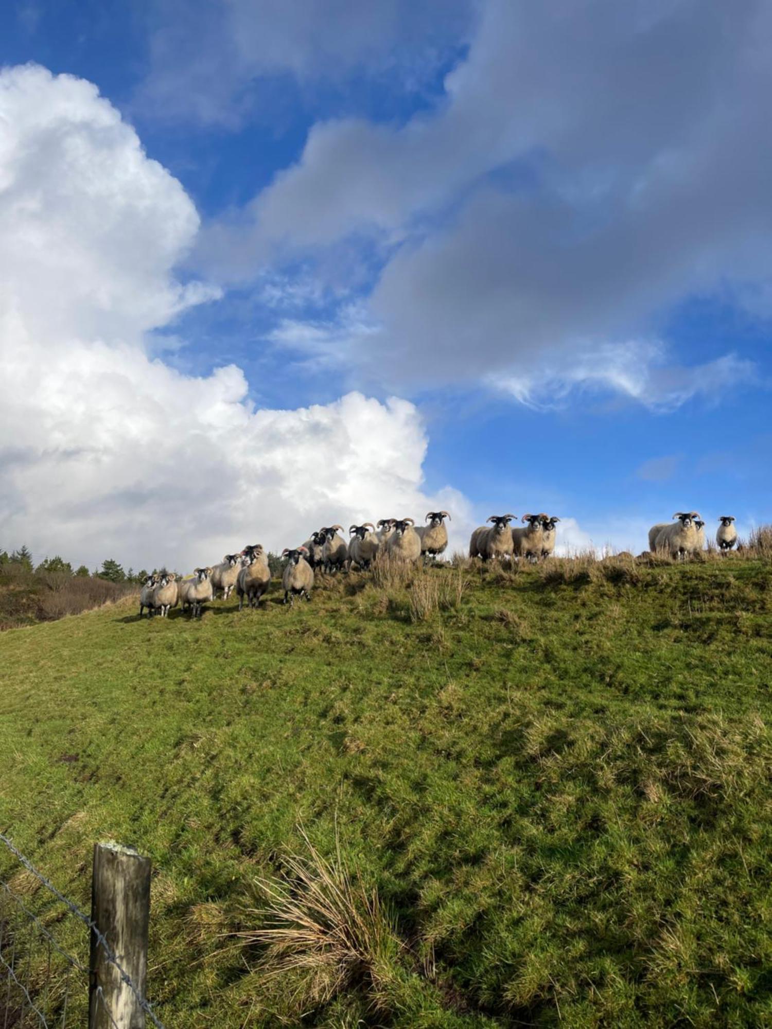 Bed & Breakfast - Shanakeever Farm Clifden Dış mekan fotoğraf